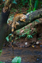 Green Iguana