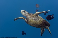 Green Sea Turtle