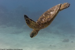 Green Sea Turtle