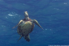 Green Sea Turtle