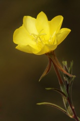 Hooker Evening Primrose