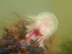 Jellyfish