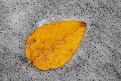 Leaf on Foam