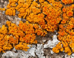 Lichen