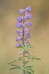 Lupine