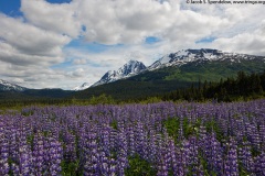 Lupines