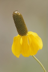 Mexican Hat