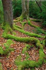 Mossy Roots