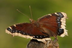 Mourning Cloak