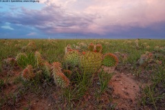 Prickly Pear, Pawnee Grasslands