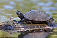 Pond Slider