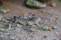 Regal Horned Lizard