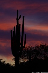 Saguaro