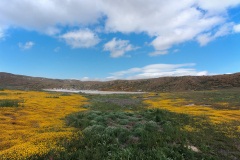 Carrizo Plain