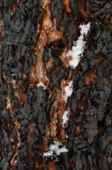 Snow on Bark