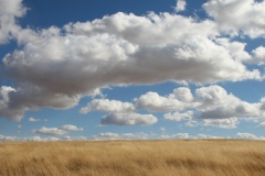 Sonoita Grassland