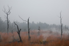 Steam Vents