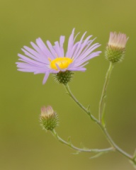 Sticky Aster