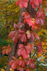 Virginia Creeper