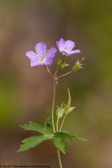 Wild Geranium