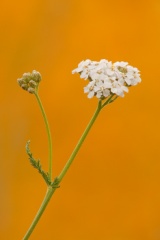 Yarrow