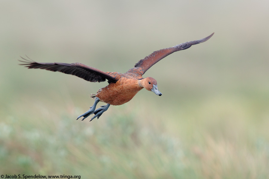 Fulvous Whistling-Duck