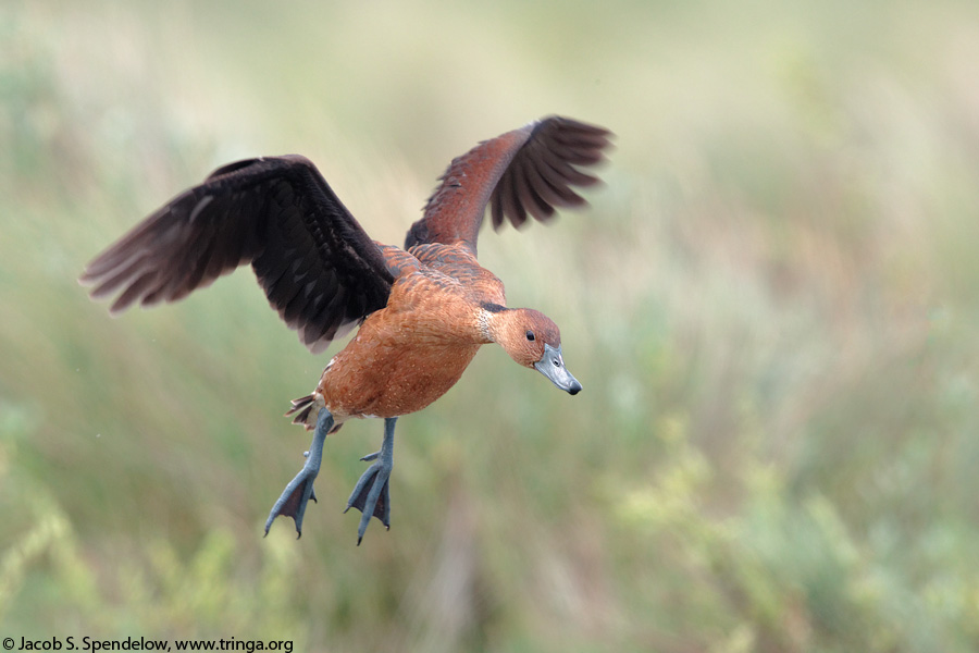 Fulvous Whistling-Duck