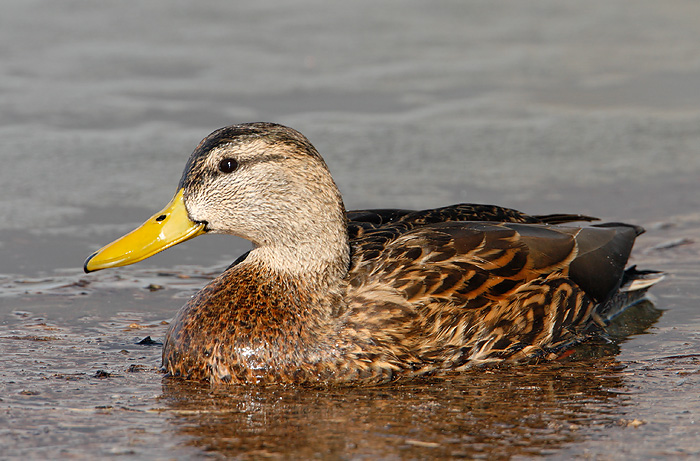 Mallard (Mexican Duck)