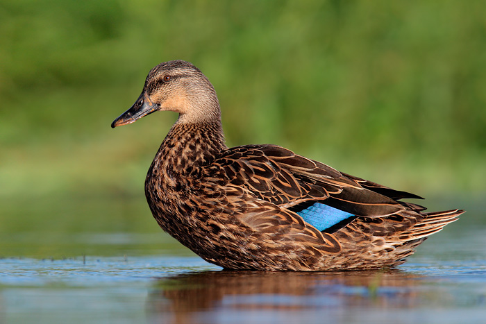 Mottled Duck