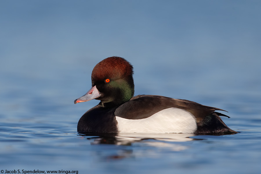 Hybrid duck, Red-crested Pochard X Tufted Duck