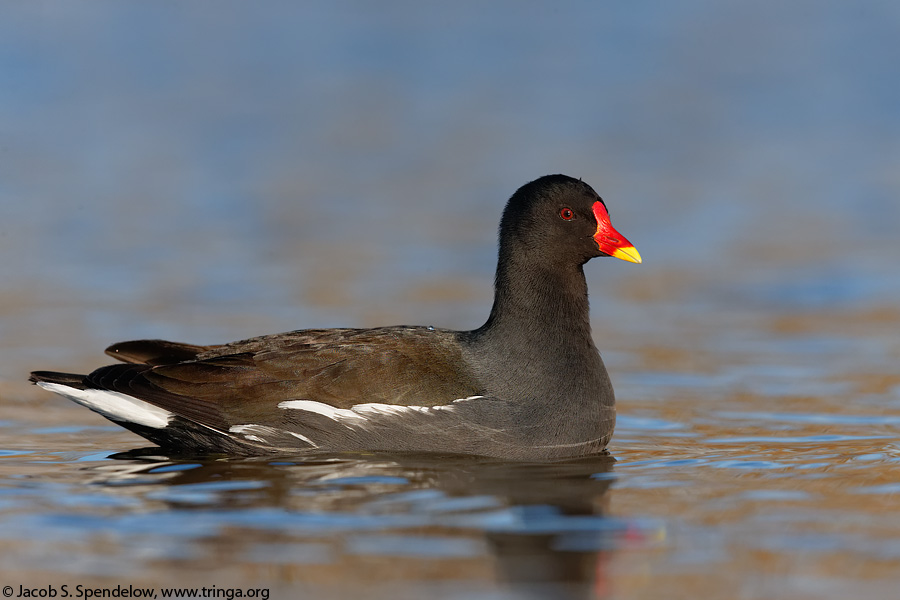 Common Moorhen 2