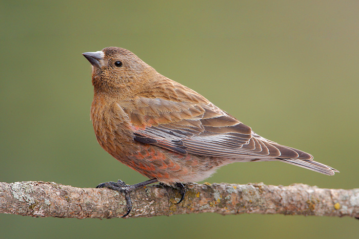 Brown-capped Rosy-Finch