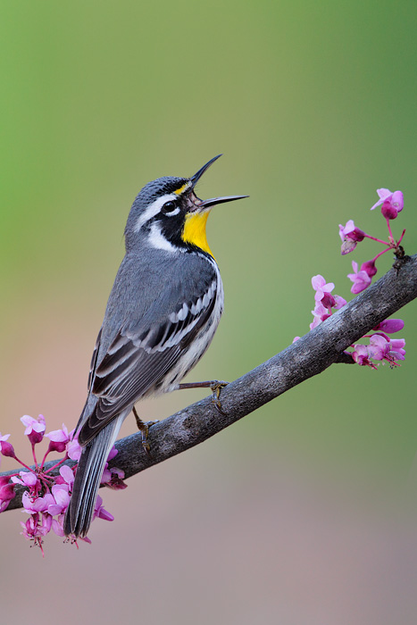 Yellow-throated Warbler 8