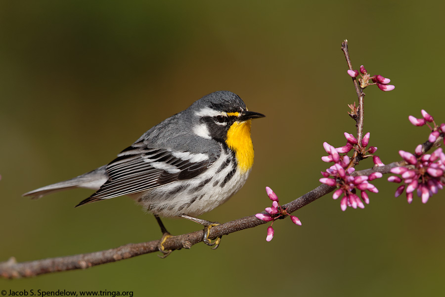 Yellow-throated Warbler 13