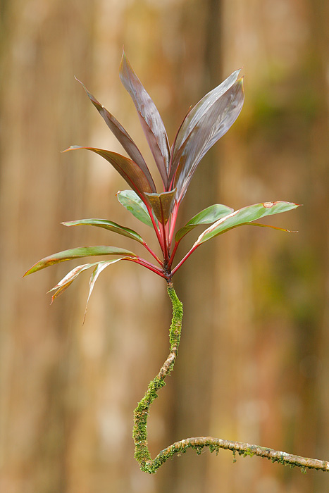 Ki (Cabbage Palm, Cordyline fruticosa)