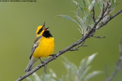 Lawrence's Warbler (Golden-winged X Blue-winged, recessive)