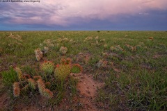 Prickly Pear, Pawnee Grasslands